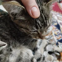 گربه با مزه|گربه|ارومیه, |دیوار