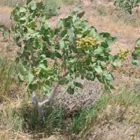 ۷ هکتارباغ و زمین زراعی|فروش دفتر صنعتی، کشاورزی، تجاری|بشاریات, |دیوار