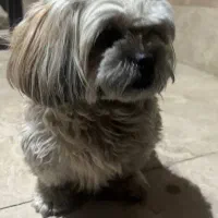 سگ گمشده