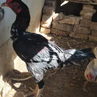 خروس لاری|حیوانات مزرعه|زاهدان, |دیوار