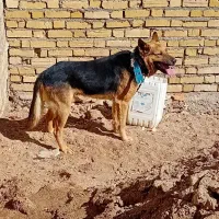 واگذاری سگ نگهبان