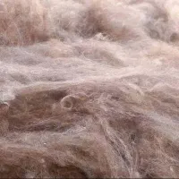 پشم گوسفند