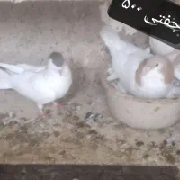 سلام یه جفت کفتر داغ سر اماده وسالم