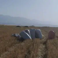 فروش کاه
