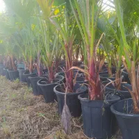 فروش تاکسوس، اناری،پالم واشنگتن و یاس توپی وصال ۴۲|گل و گیاه طبیعی|چابکسر, |دیوار