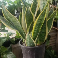 گل های آپارتمانی