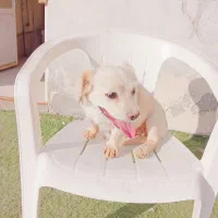 سگ نژاد اشتپز  آرام