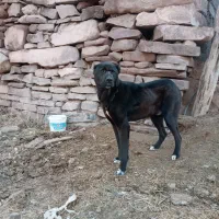 سگ نگهبان|سگ|چناران, |دیوار