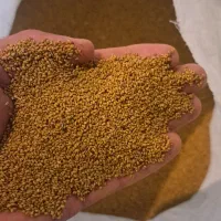 بذر یونجه همدان محلی ومرغوب  فروش  عمده وخرده|خدمات باغبانی و درختکاری|قشلاق دشت, |دیوار