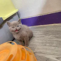 بچه گربه های بریتیش اصیل رنگ لیلاک|گربه|شیراز, شهرک سراج‎|دیوار