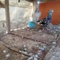 کبوتر|پرنده|گنبد کاووس, |دیوار