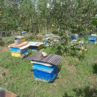 عسل۱۰۰درصد طبیعی|خوردنی و آشامیدنی|لاهیجان, یوسف آباد|دیوار