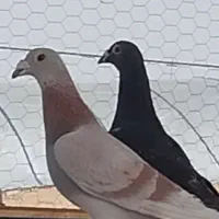 2 تا دسته پلاکی