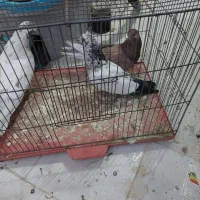 ۳عدد کفتر گرفتنی خوب