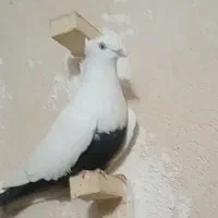 کفتر دمی قفل ه