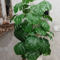 درخچه خارجی برگ انجیری ۴۰ برگ