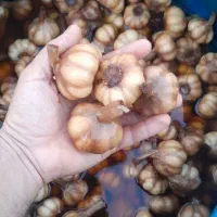 سیر ترشی طارم درجه یک|عمده‌فروشی|چورزق, |دیوار