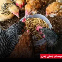 میلورم زنده و خشک درجه یک