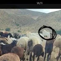 گمشده|حیوانات|دزفول, |دیوار