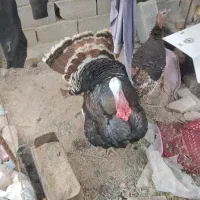 حیوان بوقلمون