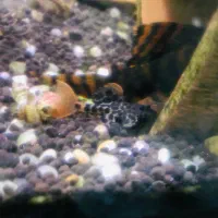 پلکو گربه ماهی کتفیش خاص و کمیاب