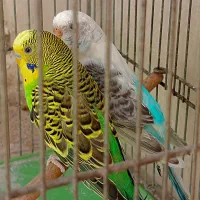 مرغ عشق جفت