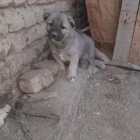 توله سگ ماده نگهبان