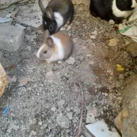 خرگوش سالم|موش و خرگوش|جوادآباد, |دیوار