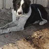 توله نر چمبر