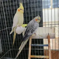 طوطی معاوضه با کفتر