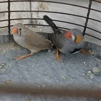 دو جفت فنچ با جوجه