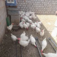 مرغ تخم گذار