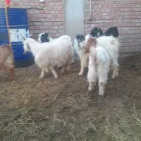 ۹ عدد بزغاله  ۷ تا نر دوتا ماده