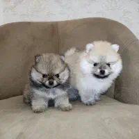 پامرانین دوسر خرسی