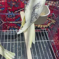 عروس هلندی یکماهه