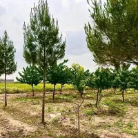 زاک-ماریان-حسن-اباد-شاهنامه-گوارشک-خرمدره-اقساطی