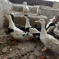 اردک|حیوانات مزرعه|بوشهر, |دیوار