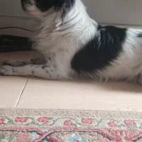 واگذاری ،سگ