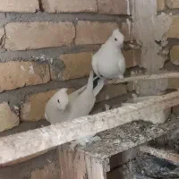 نرومادهدمسیاهکاکلیپرپا|پرنده|قنوات, |دیوار