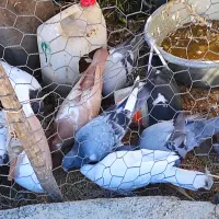 کفتر کبوتر|پرنده|پلدختر, |دیوار