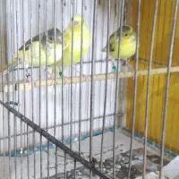 قناری جوان فنچ|پرنده|محمدشهر, ولدآباد|دیوار