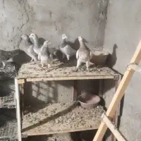 تعدادی کبوتر ناور طوقی و تهرانی|پرنده|قروه, |دیوار