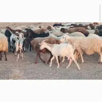 تعدادی بز سانن و کولار فروشی