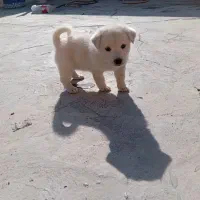 سگ پا کوتاه