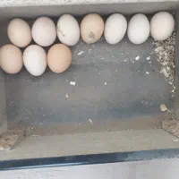 تخم مرغ لاری نطفه دار