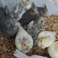 جوجه عروس هلندی|پرنده|دامغان, |دیوار