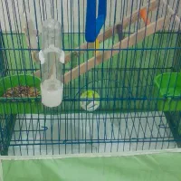 دو عدد عروس هلندی سفید و خاکستری یک ساله