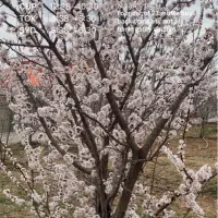 اسکان رایگان برای سرایدار