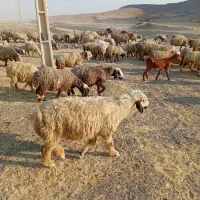 بره|حیوانات مزرعه|مرودشت, رامجرد یک|دیوار
