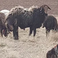 قوچ قزل افشار